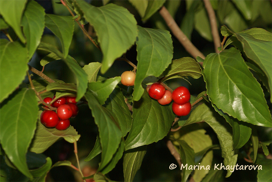 Представитель Семейства Flacourtiaceae